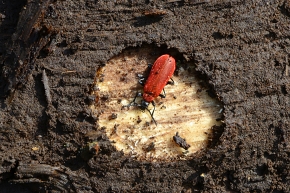zwartkopvuurkever (pyrochroa coccinea) 4-2023 7499